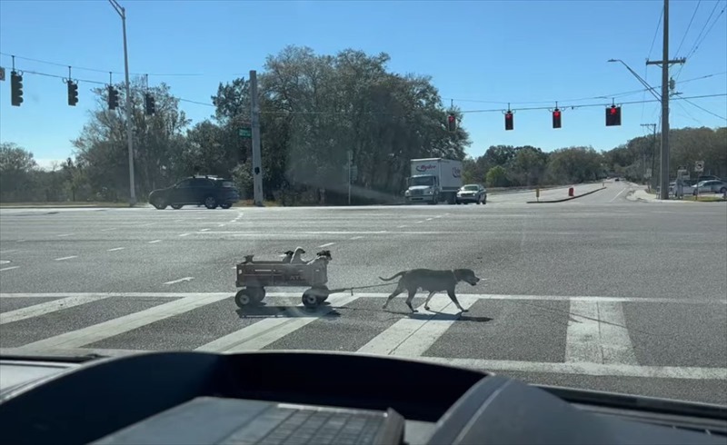 まるで物語のワンシーンみたい！横断歩道を渡る犬がひくキャリーワゴンに乗っていたのは、なんと〇〇たちだったのです！！