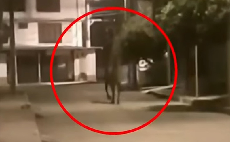街中を歩く“幽霊馬”が撮影される!? 「霊に憑依されている可能性」専門家も巻き込む事態に＝コロンビア