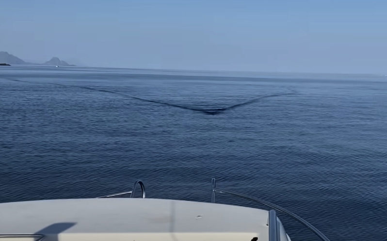 海上でボートに接近する何か！