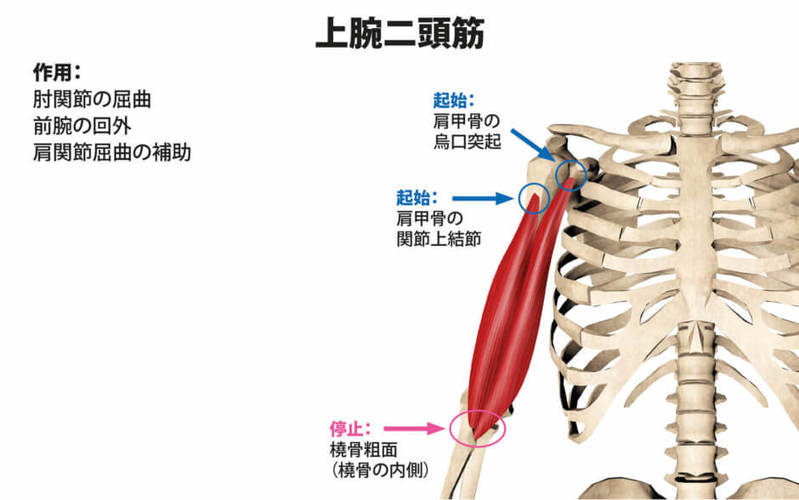 上腕と前腕の鍛え方まとめ！腕の筋肉をつける効果的なメニューをご紹介！