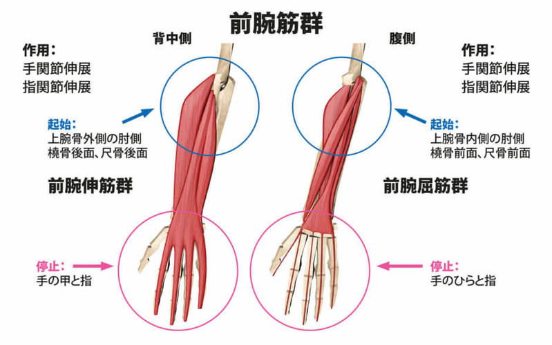 上腕と前腕の鍛え方まとめ！腕の筋肉をつける効果的なメニューをご紹介！