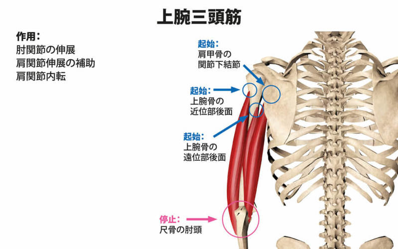 上腕と前腕の鍛え方まとめ！腕の筋肉をつける効果的なメニューをご紹介！