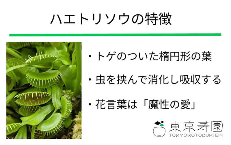 マリオゲーム「パックンフラワー」元ネタの認知度わずか5％、その植物とは？【東京寿園調べ】