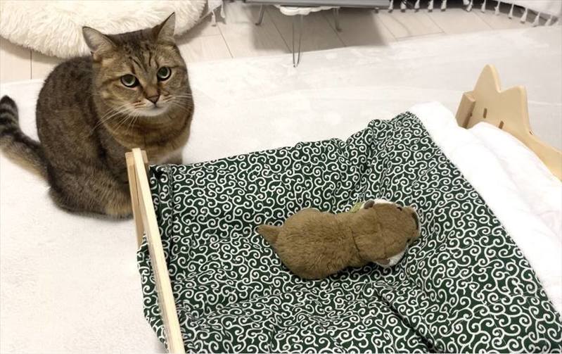 ネコのベッドにぬいぐるみを置いてあげたら・・。四コマ写真にまさかのオチが!!「一コマ目と四コマ目の目付きが違う」