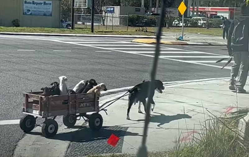 まるで物語のワンシーンみたい！横断歩道を渡る犬がひくキャリーワゴンに乗っていたのは、なんと〇〇たちだったのです！！