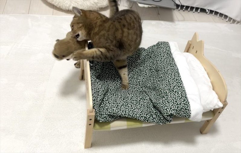 ネコのベッドにぬいぐるみを置いてあげたら・・。四コマ写真にまさかのオチが!!「一コマ目と四コマ目の目付きが違う」