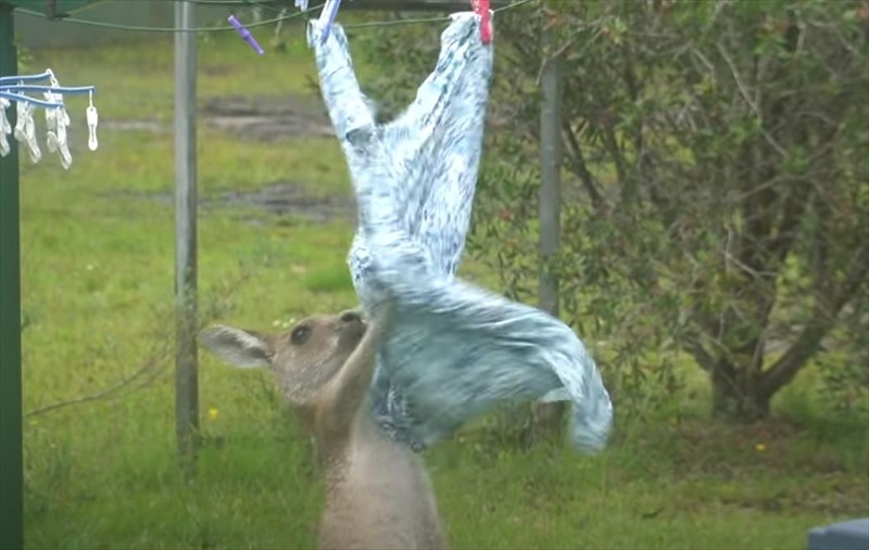 まるでサンドバッグをたたいているみたい。洗濯物と格闘するカンガルーが発見される！