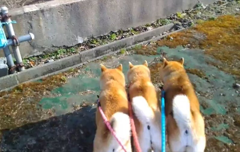 そろってジャンプする息がぴったりの柴犬たちが話題に「かわいいプリケツ3つ」「これは間違いなくケルベロス」