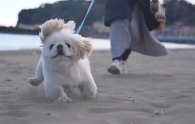 砂浜を楽しみすぎ！ぱたぱた走るペキニーズ犬がかわいすぎると話題に「オモチャみたいな動きでかわいい」