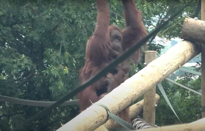 2頭の赤ちゃんを腕に抱えながら、スイスイとクライミングを楽しむオランウータンの母親がパワフルで凄い！