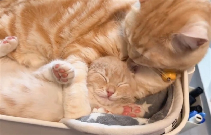 ぎゅ~っとしてもらっている子猫。幸せそうでかわいすぎるその姿に「尊すぎて癒されます」「幸せすぎる景色」