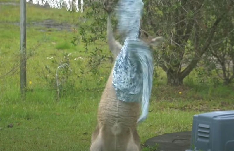 まるでサンドバッグをたたいているみたい。洗濯物と格闘するカンガルーが発見される！