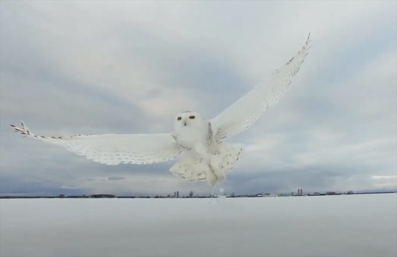 【奇跡的動画】シロフクロウを撮ろうと待ち構えていたら・・・、想像以上に凄い動画が撮れた！