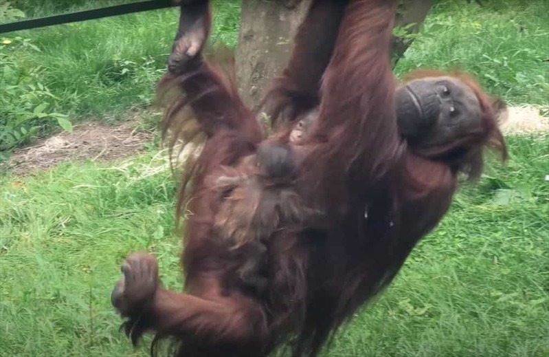 2頭の赤ちゃんを腕に抱えながら、スイスイとクライミングを楽しむオランウータンの母親がパワフルで凄い！