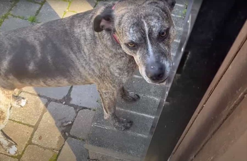 「窓開けて〜」いつも使う窓とは別の窓を開けて愛犬が入ってくるかを試してみたら・・、この子はどう対応した？？【アメリカ・動画】