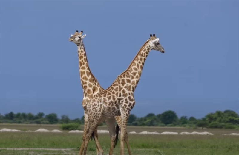 アフリカの広大な草原の中繰り広げられていたのは、キリン同士のガチンコ勝負！！特徴的な長い首をしならせてぶつけ合うその戦いはド迫力！！