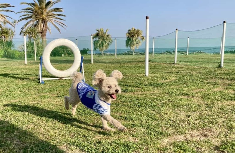 愛猫・愛犬へのおすすめプレゼントを集めました！大切なペットの誕生日や記念日に心のこもったギフトを贈ろう