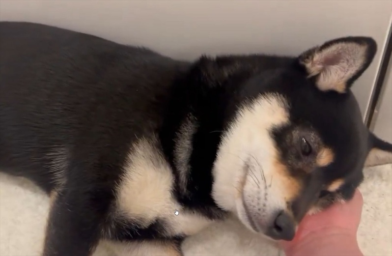 ナデナデする飼い主さんの手を枕にして寝始めた!かわいすぎる豆柴の寝顔「ゴッドハンドですね」