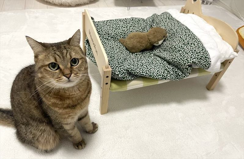 ネコのベッドにぬいぐるみを置いてあげたら・・。四コマ写真にまさかのオチが!!「一コマ目と四コマ目の目付きが違う」