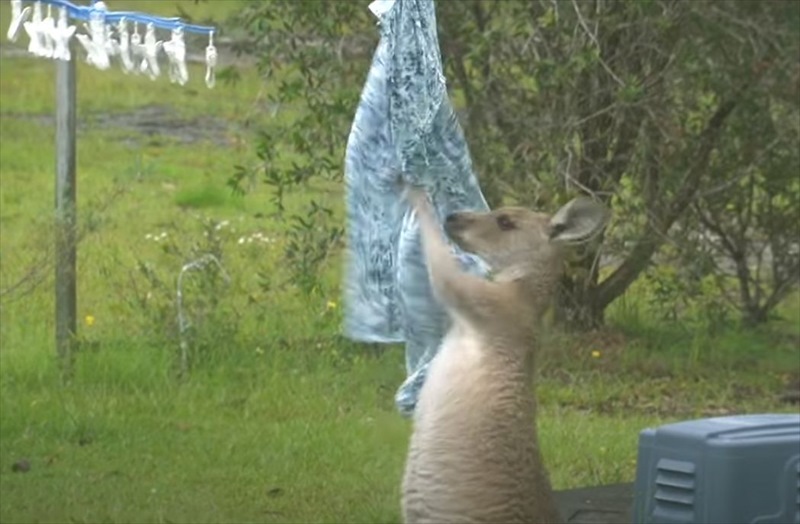 まるでサンドバッグをたたいているみたい。洗濯物と格闘するカンガルーが発見される！