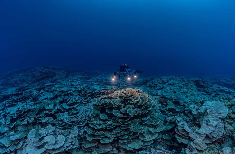 タヒチ沖で発見！ありえない深さに生息する世界最大級のサンゴ礁