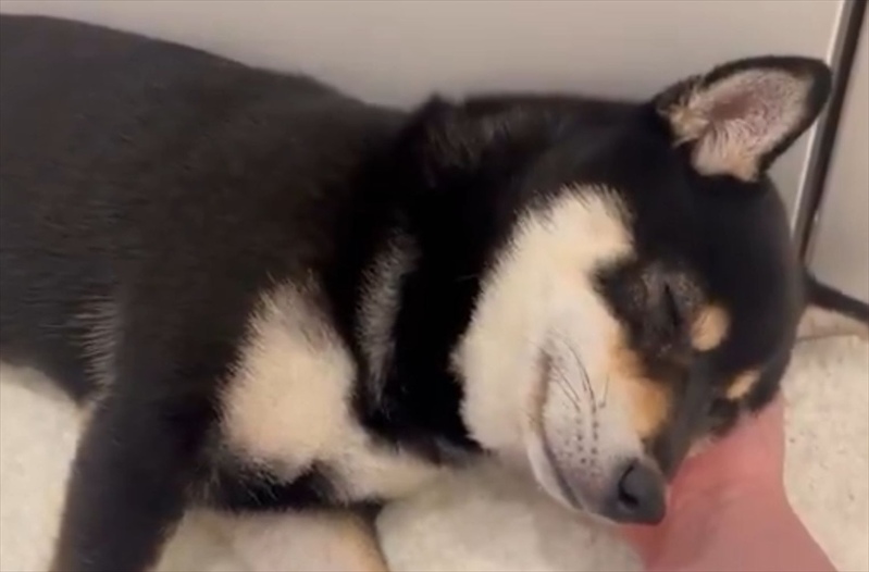 ナデナデする飼い主さんの手を枕にして寝始めた!かわいすぎる豆柴の寝顔「ゴッドハンドですね」