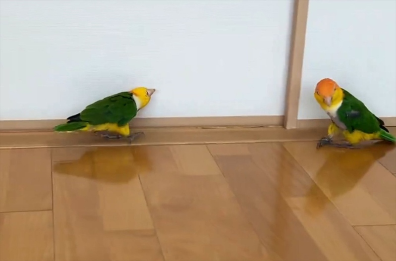 逃げるインコに追うインコ。2羽のシロハラインコのやりとりに反響「猛アピールなのかしら？」