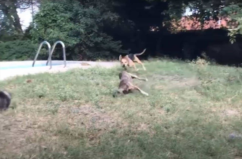 おいかけっこをしていた犬たち。全速力で走っていたためか、追いかけられていた犬が足を滑らせてしまったと思ったら・・！！【アメリカ・動画】