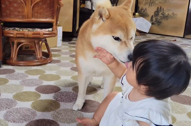 泣いてる1歳児を笑顔にさせる柴犬が話題に！「あやし方も優しくて上手」「ワンちゃんセラピーは赤ちゃんにも有効ですね」