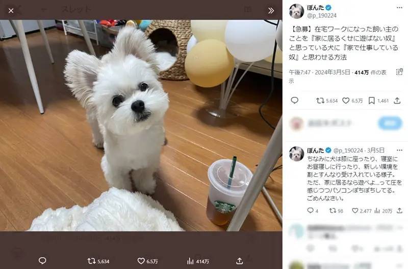 リモートワーク中の飼い主が急募！愛犬に「仕事中」と分からせる方法を教えて！