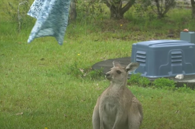 まるでサンドバッグをたたいているみたい。洗濯物と格闘するカンガルーが発見される！