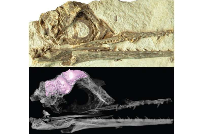 「鳥脳」をもつ者が、恐竜を絶滅させた隕石から生き延びたという研究