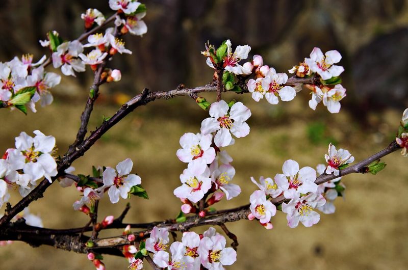 【読めたらスゴイ！】「山桜桃」とは一体何のこと！？桜や桃に似た花を咲かせる植物ですが・・・この漢字を読めますか？