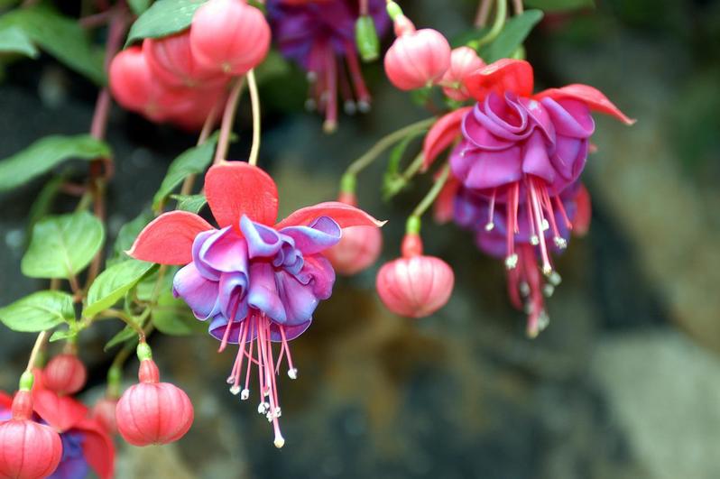貴婦人のイヤリングともいわれる「フクシア」、その花言葉は?
