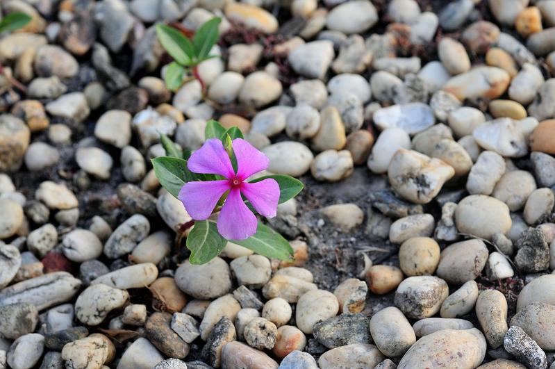 ニチニチソウの花言葉は?その名前の由来は花の咲く様子にあった