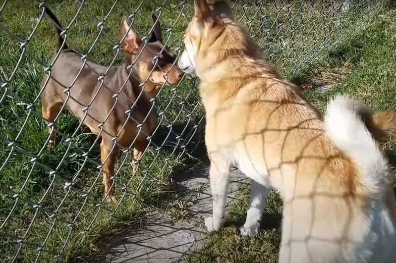 フェンス越しにじっと見つめ合う2匹の犬。この子達が見せたリアクションが面白い