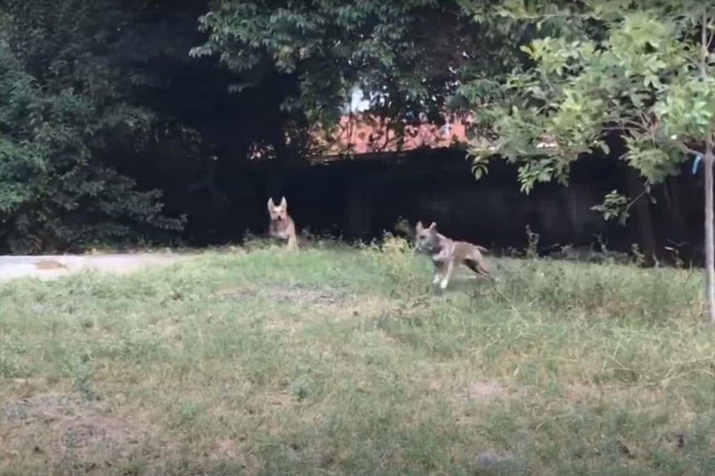 おいかけっこをしていた犬たち。全速力で走っていたためか、追いかけられていた犬が足を滑らせてしまったと思ったら・・！！【アメリカ・動画】