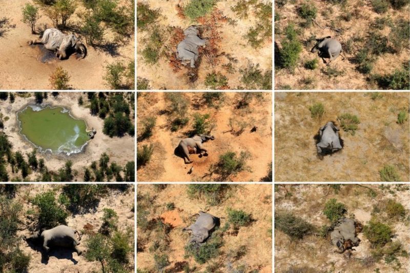 死因不明の「ゾウの大量死」、水飲み場に大量発生したシアノバクテリアが原因と発表（ボツワナ）