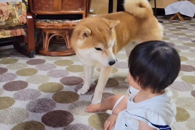 泣いてる1歳児を笑顔にさせる柴犬が話題に！「あやし方も優しくて上手」「ワンちゃんセラピーは赤ちゃんにも有効ですね」