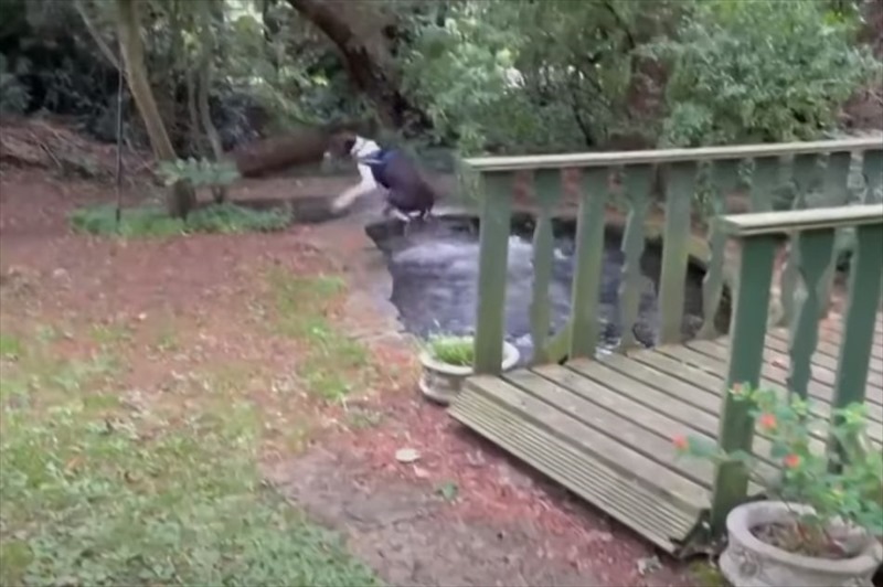 庭を散策中の犬。池を泳いでいた魚に夢中になっていたのか・・・、なんと踏み外しで豪快な池ポチャしてしまいました！