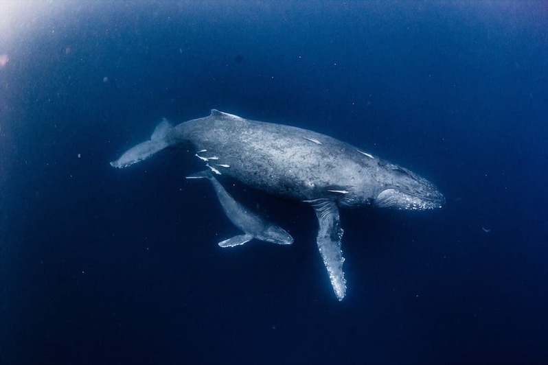 [連載]フリーダイバー福田朋夏連載開始！ 親子クジラと出会った日のこと