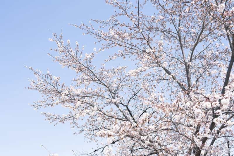 【2022年・開花情報！】富士森公園の桜が見ごろを迎えています!!