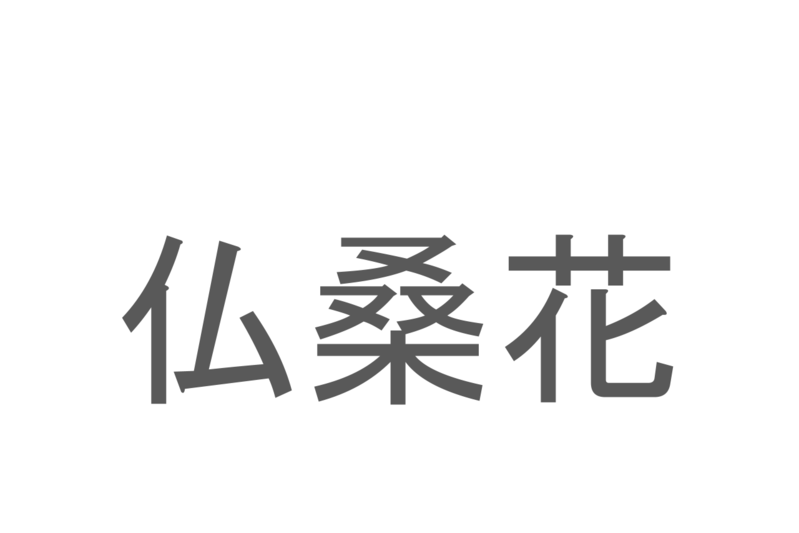 【読めたらスゴイ！】「仏桑花」とは一体何のこと！？南国のイメージの強いある植物の事ですが・・、この漢字を読めますか？