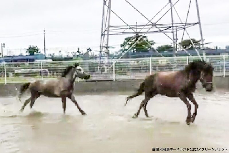 雨上がりの馬、あまりの大はしゃぎぶりに目を疑う…　「小学生男子みたい」癒やされる人続出