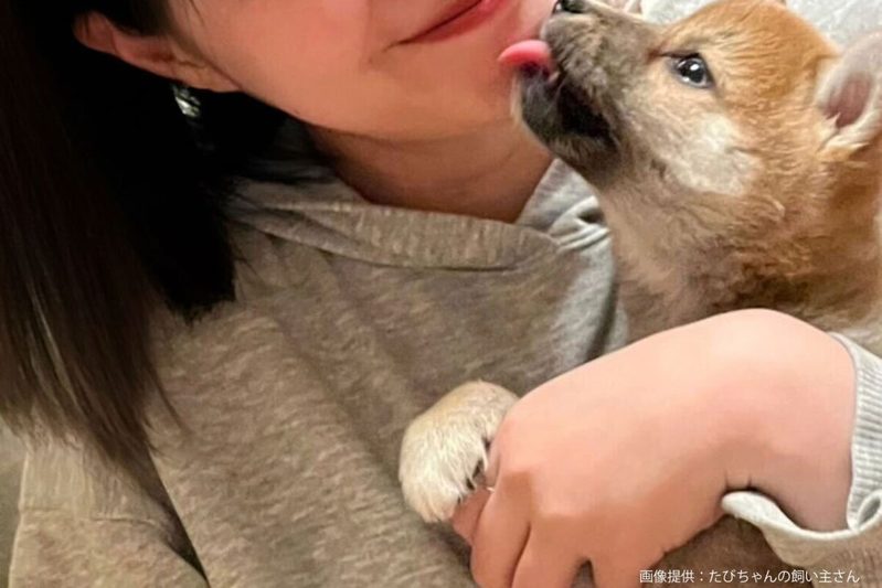 柴犬の正しい読み方、3割が勘違いしているが…　プロの明かす「真の呼び名」にグッと来た