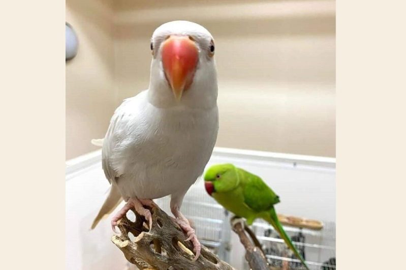 イタズラがバレたインコたち　飼い主から怒られたときの“スン…”動画に爆笑