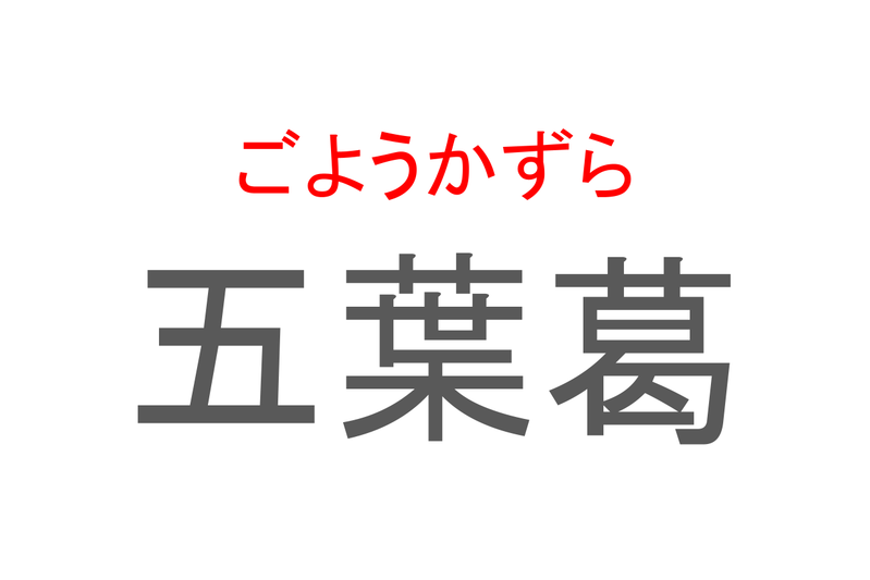 【読めたらスゴイ！】「五葉葛」とは一体何のこと！？野草として見られるある植物のことですが・・この漢字を読めますか？