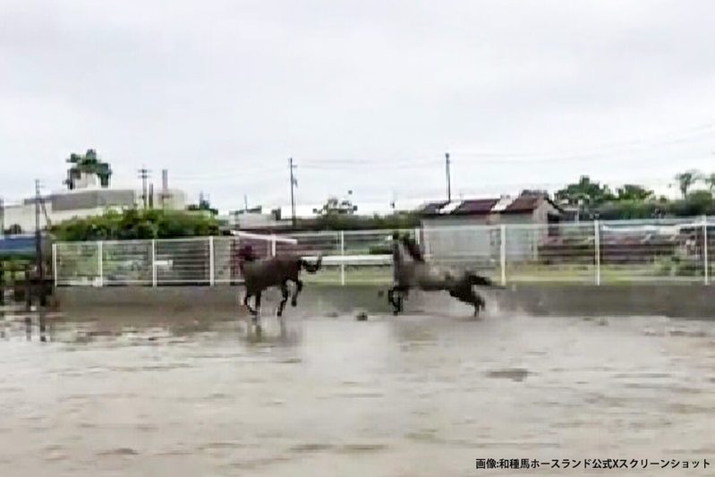 雨上がりの馬、あまりの大はしゃぎぶりに目を疑う…　「小学生男子みたい」癒やされる人続出