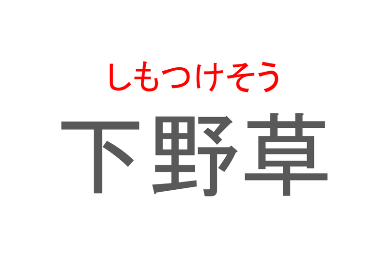 【読めたらスゴイ！】「下野草」とは一体何のこと！？園芸品種もある花の名前ですが・・・この漢字を読めますか？