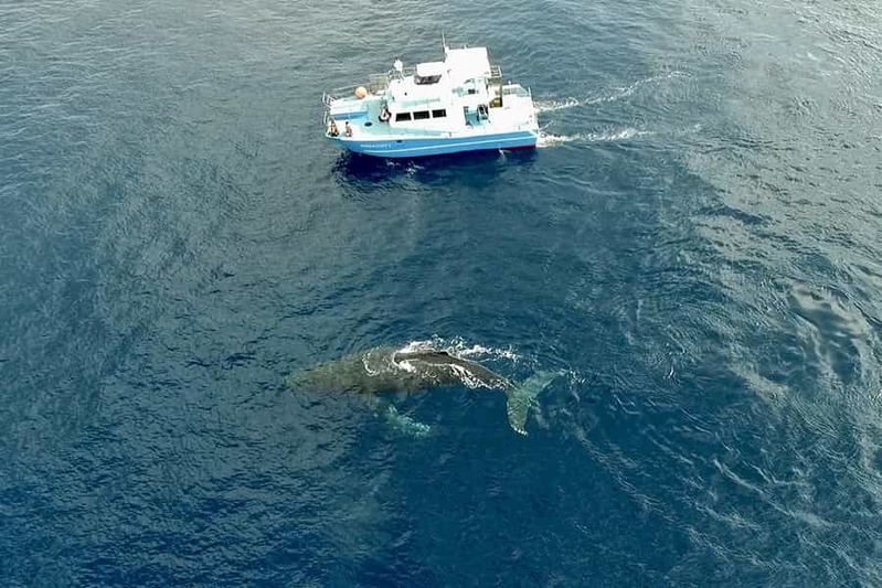 特集記事の裏側！空から海から、冬の奄美大島でザトウクジラの撮影